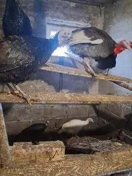 Indyki do sprzedania