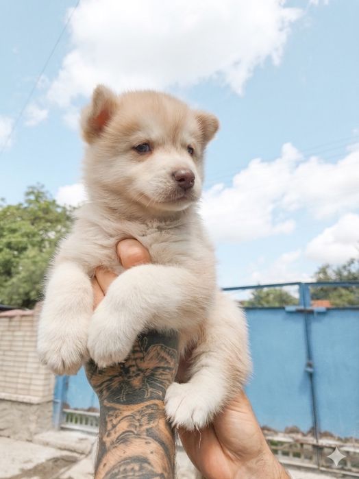 Продам цуценят  -