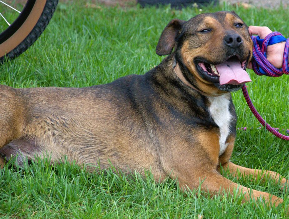 Gonzo - pies do adopcji!