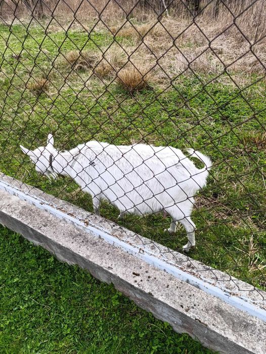 Козенята кози місячні