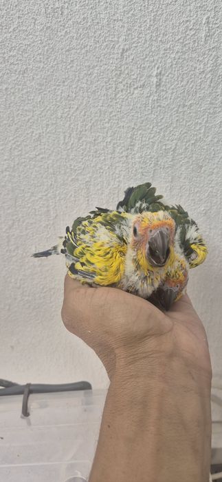 Aratingas do sol serem criadas a mão