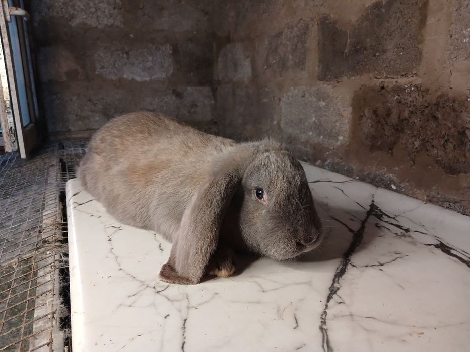 Кролі, кролики , самочки