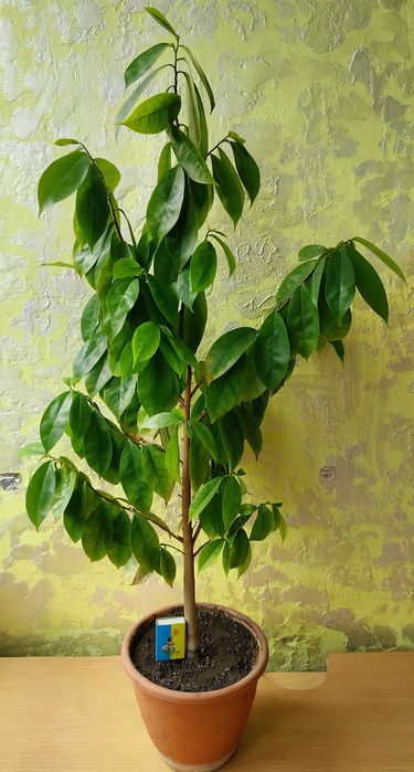 Саусеп (Сметанне яблуко / Annona muricata), екзотичне дерево, 5 років