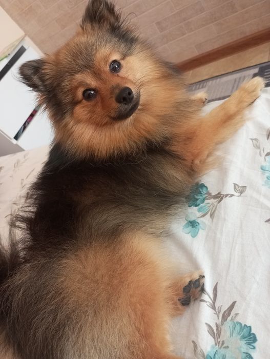 В'язка шпіца молодий принц