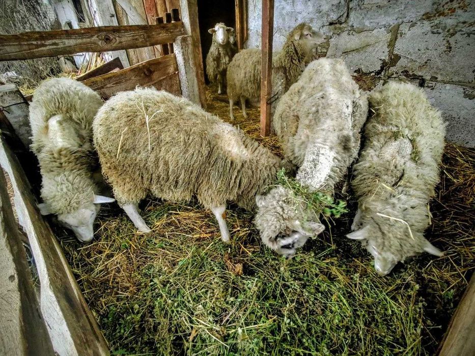 Продаються вівці, ярки, ягнята