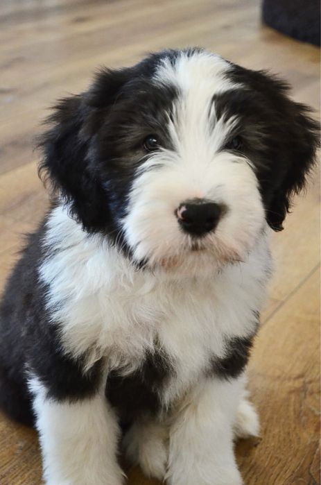 Bearded Collie FCI