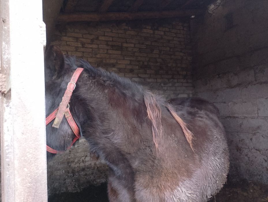 Klacz plus źrebak Sztum sztumska