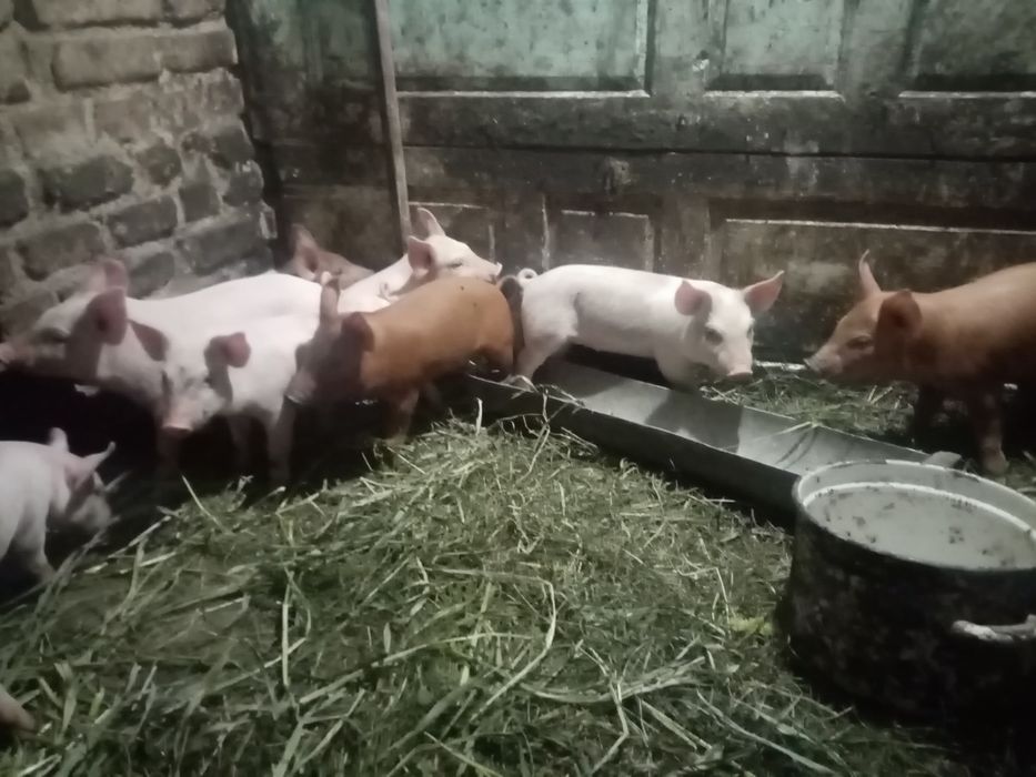 продам поросят,с Злынка