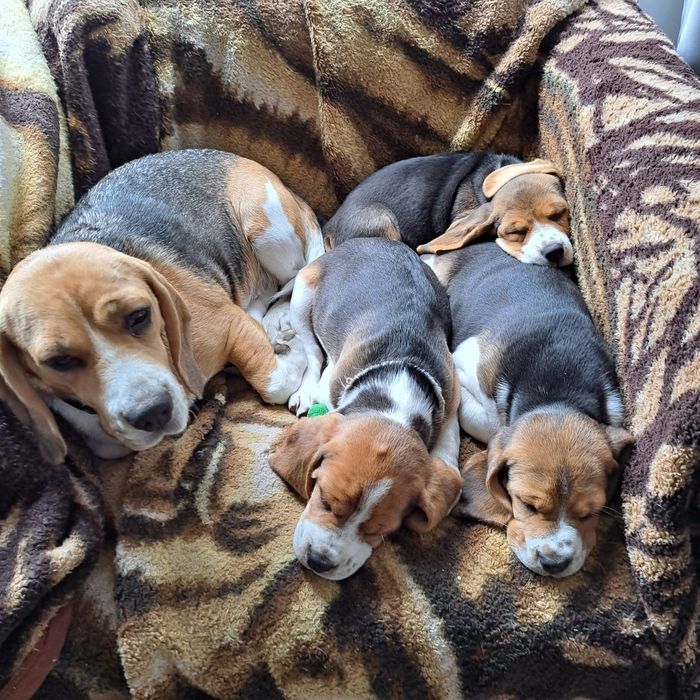 Pies w typie rasy Beagle.