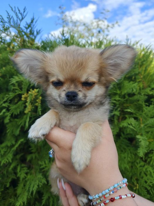 Samiec szczenię chihuahua FCI