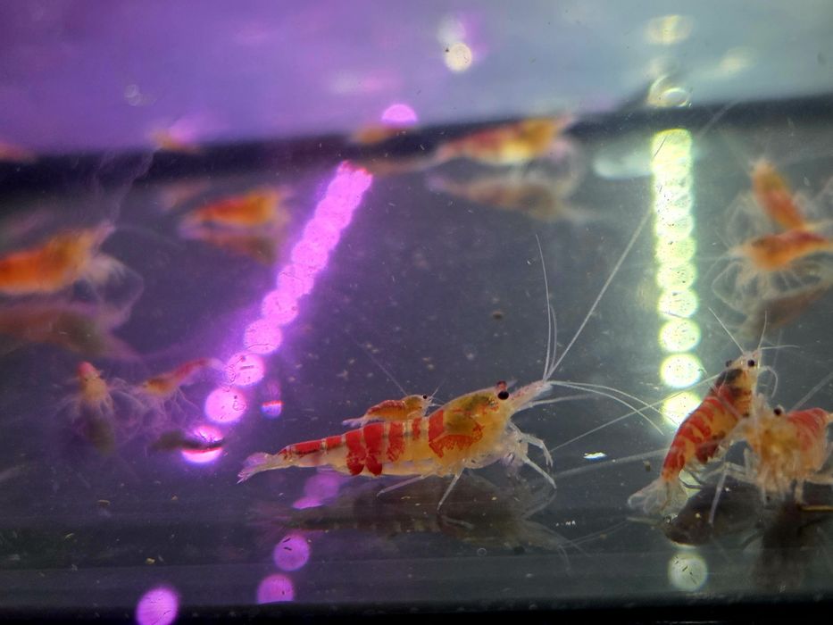 Krewetka caridina Calceo Bee Red Dragon