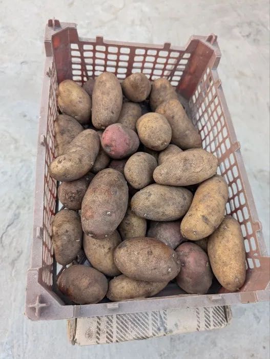 Продам картоплю 10 грн за кілограм