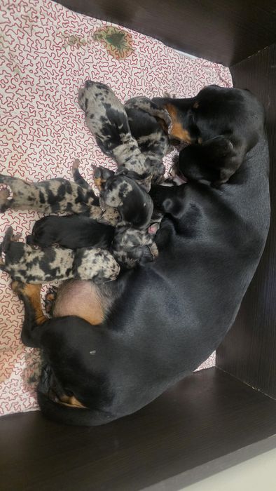 Jamnik miniaturowy krotkowłosy marmurkowy suczka