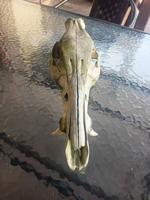 Czaszka dzika z kłami