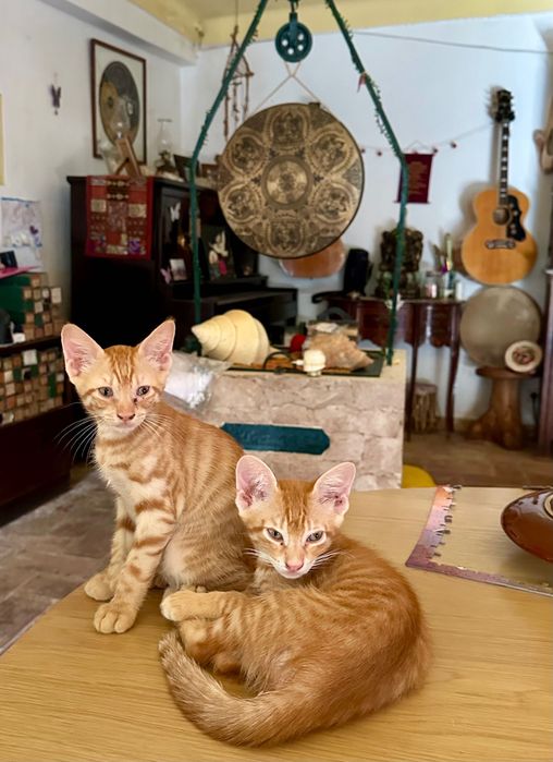Gatinhos procuram novo lar