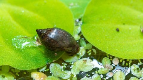 Vendo caracois physa (aquario)