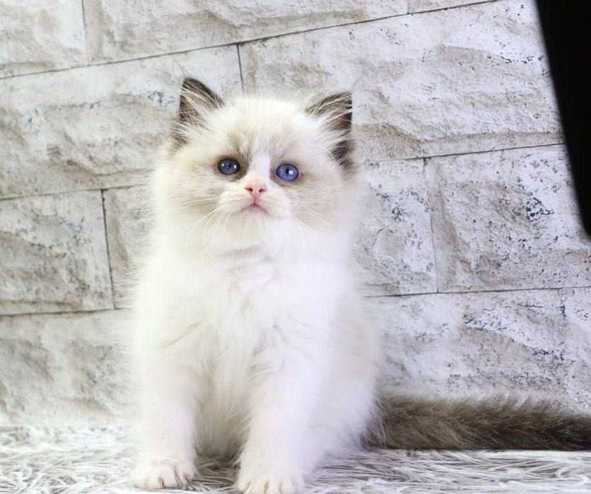 Очень милый мальчишка породы Ragdoll//Регдолл