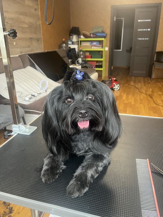 Груминг с любовью