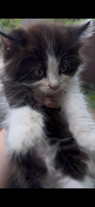 Дарю кошку 2 месяца, котенок девочка