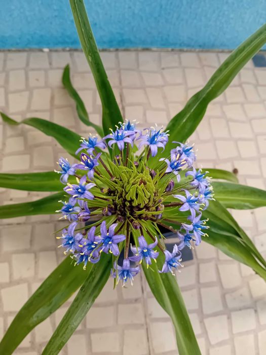Scilla Peruviana
