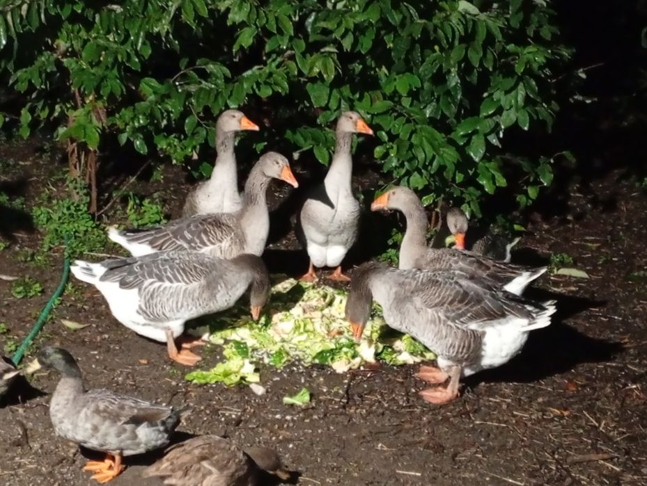 Gansos patos reais galinhas da Ângola