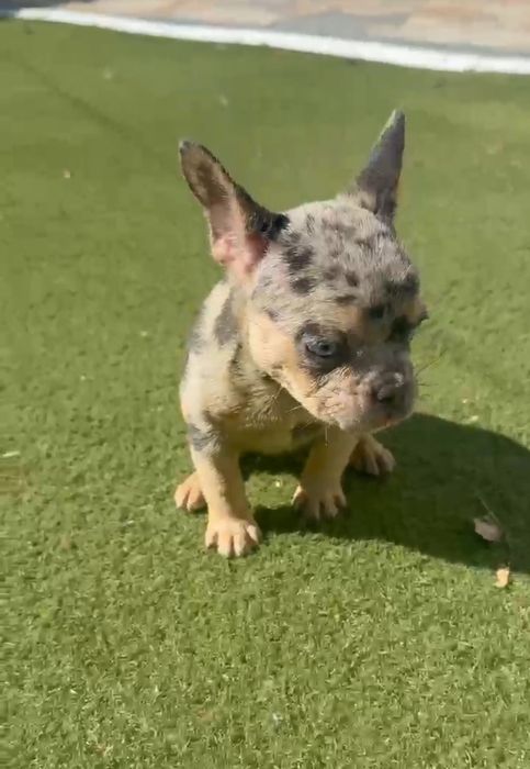 Menina bulldog frances merle tan olhos azuis