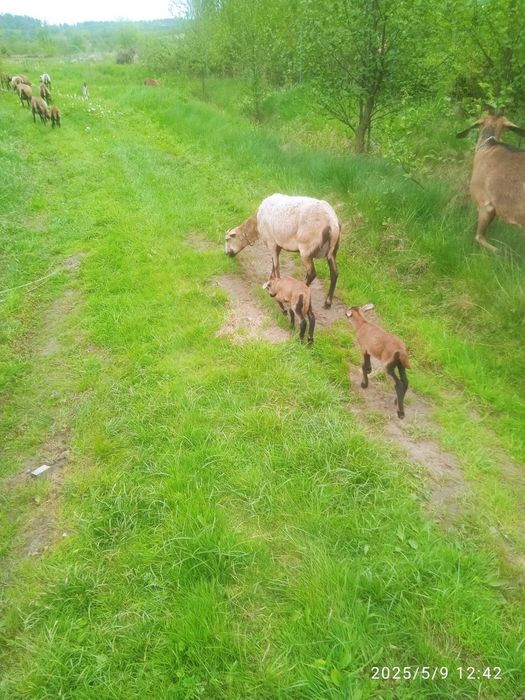 Продаж камерунські вівці