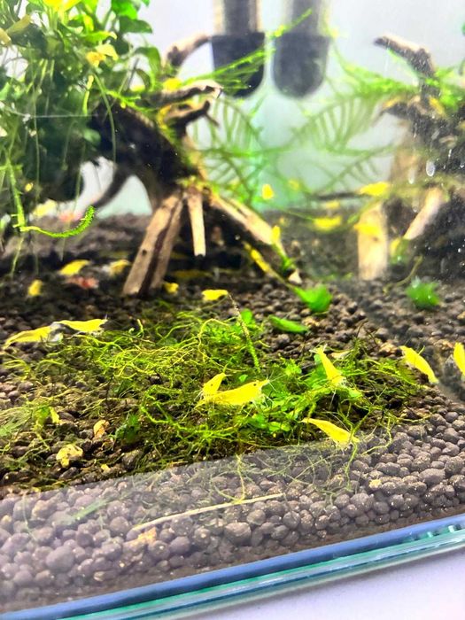 Camarôes Neocaridina Yellow Golden Back