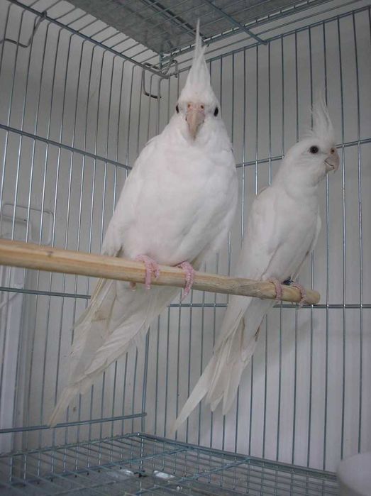 Várias Aves criadas a mão