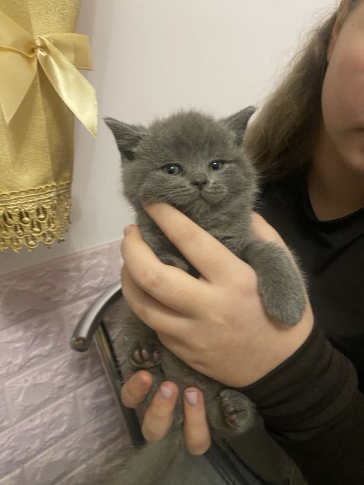 Кошенятка Британці