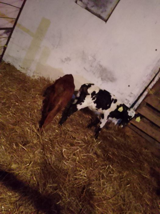 Sprzedam cielaki z zdjęcia