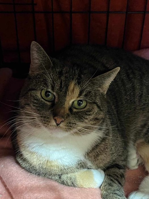 Bella - kotka do adopcji.