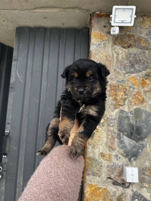 Відам в добрі руки цуценят, осталось дві дівчинки.