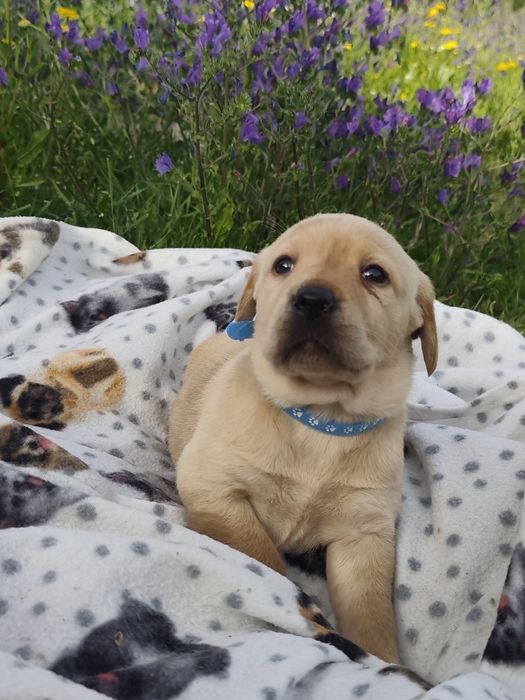 LABRADORA  muito fofinha