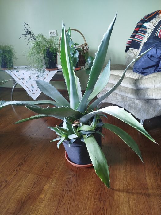 Кактус Агава. Ціна договірна