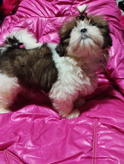 Shih Tzu sunia po championach mazowieckie