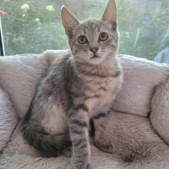 Кошеня шукають родини