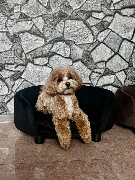 Товари для тварин Будинок лежанка переноска нірка пандус драбина