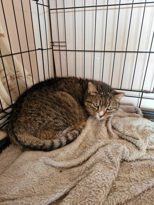 Czy pokochasz kotkę bez szans na adopcję ? :(