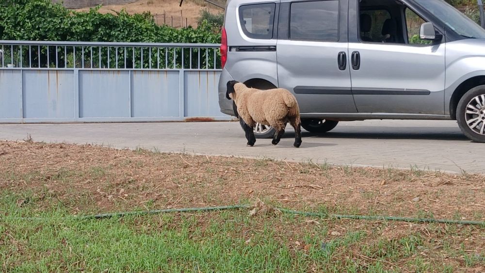 Sufolk puro com 6 meses