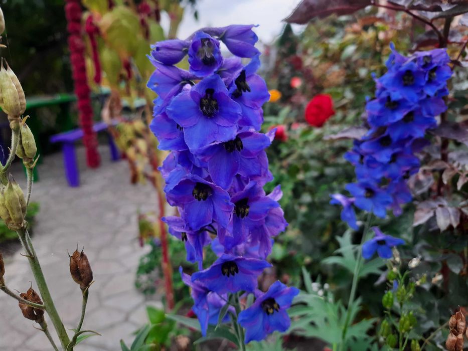 Насіння дельфініума багаторічного