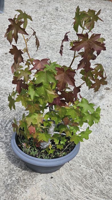 Bonsai Liquidambar