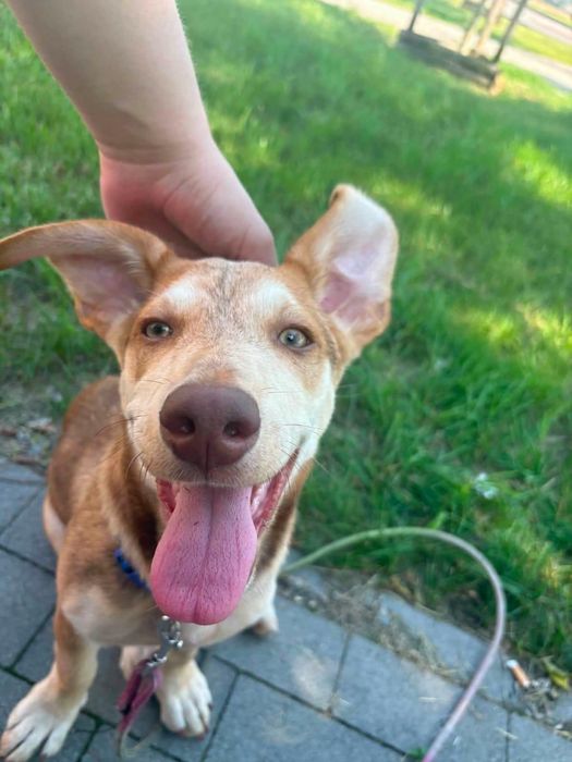 Szczeniak 8 miesięcy szuka domu! Tadzik do adopcji!