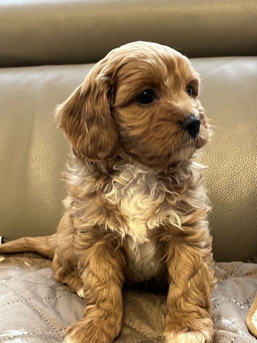 Cudowna suczka cavapoo