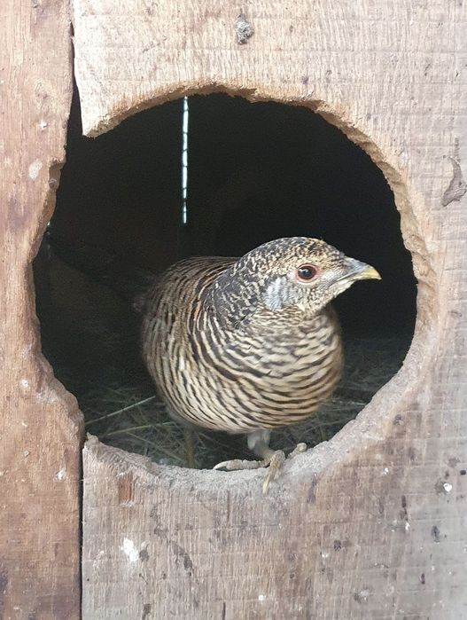 Продам фазана ушастого