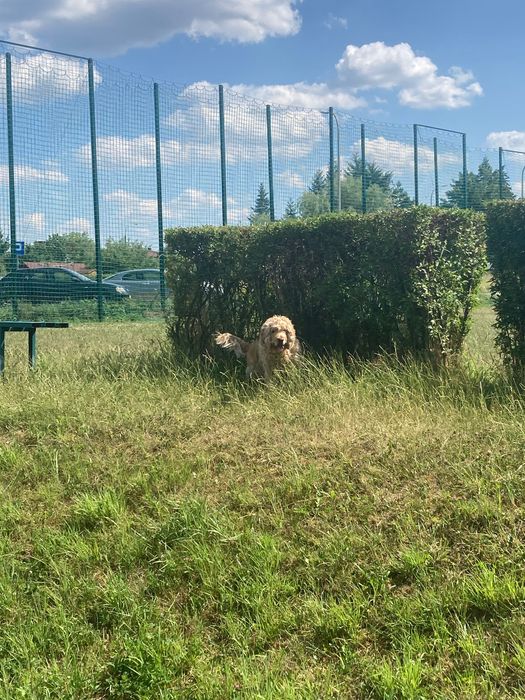 Zaginął pies / spaniel swietokrzyskie