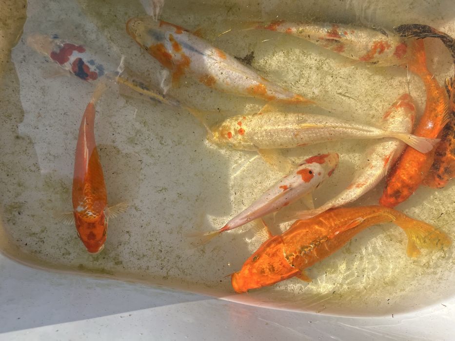 Карпы кои малек и подростки 25-30 см наличие уточнять по телефону