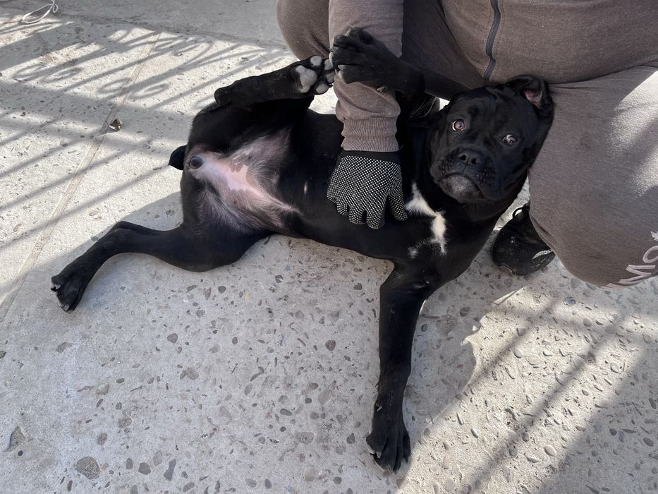 Кане корсо дівчинка підрощена