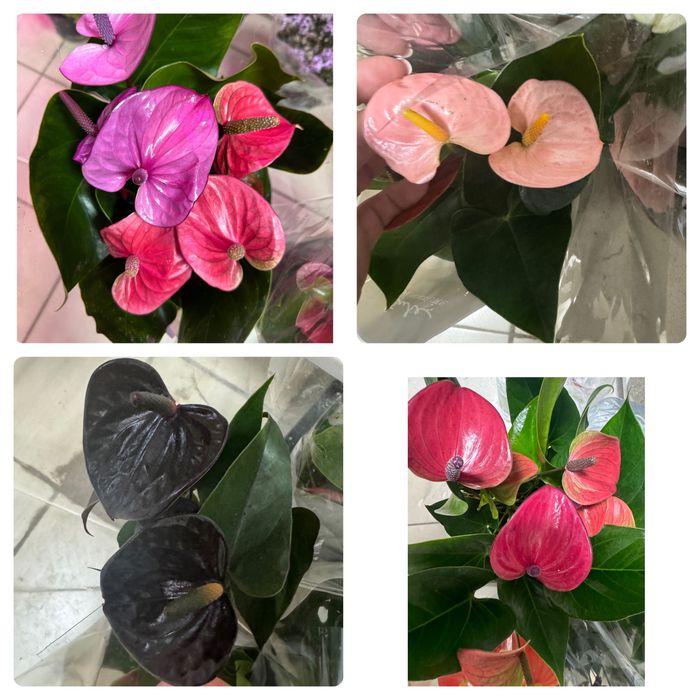 Антуриумы распродажа от 70 гривен