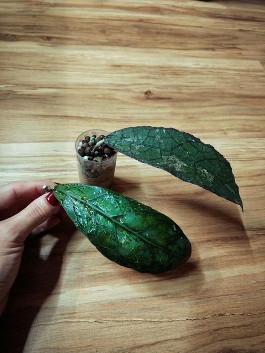 Hoya hoja Clemensiorum Red K2 Verticillata Silver